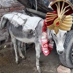 Donkey Raja Weds