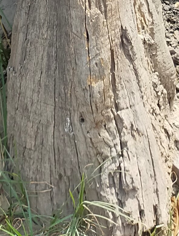 Stem of old dead Banyan tree - Punjabi Dohay